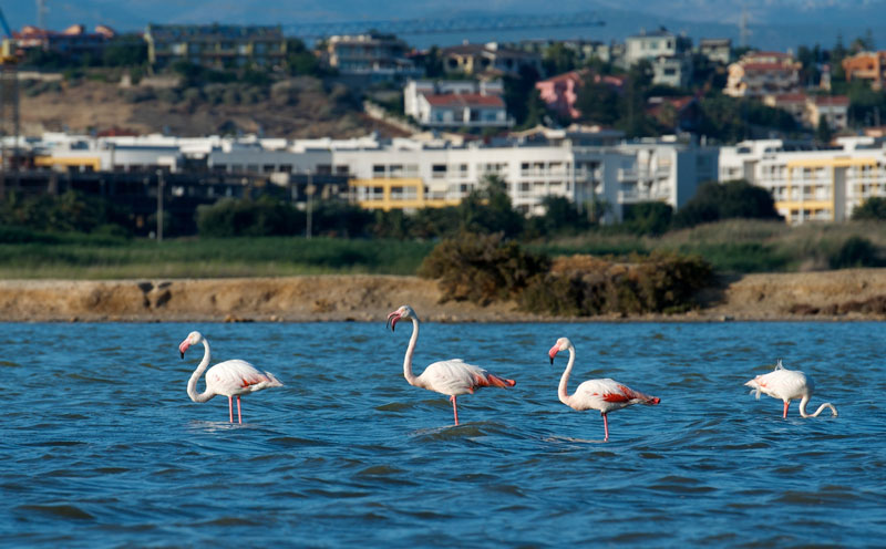 pink flamingos cagliari 